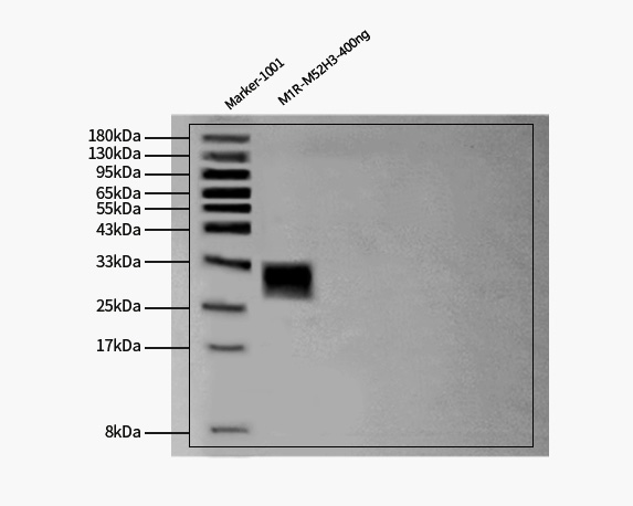 M1R (MPXV) WESTERN BLOT