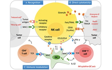 【Inspiring Target】BiKEs and TriKEs, specifically targeting CD16a, showing new prospects for cancer therapy