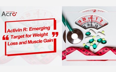 Activin R: Emerging Target for Weight Loss and Muscle Gain