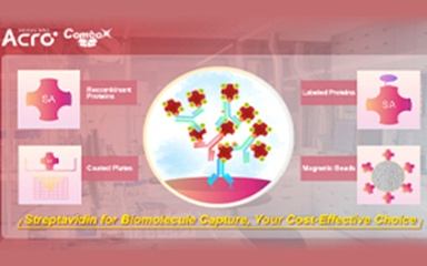 Streptavidin for Biomolecule Capture, Your Cost-Effective Choice