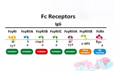 Key Factors in Antibody Drug Development