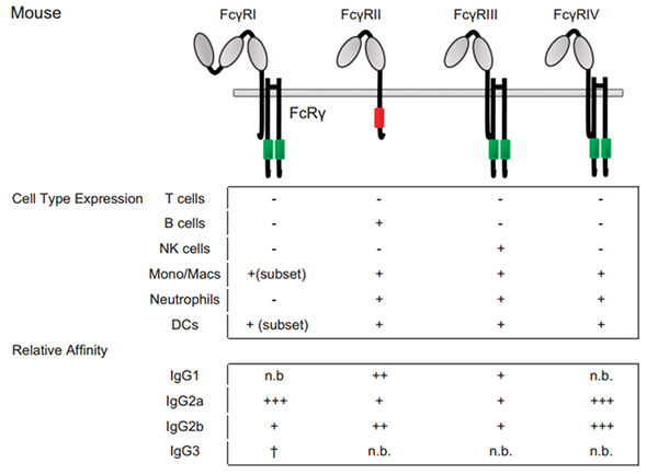 Overview of Fc Receptors: classification and functions | ACROBiosystems