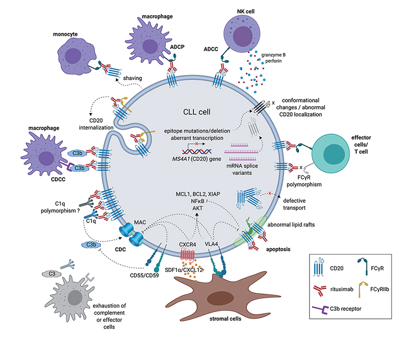 Targeting CD20 and CD3, the witness and creator in the process of