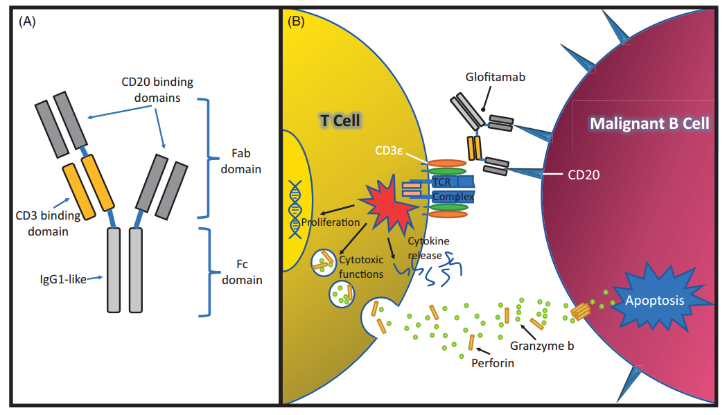 ｃｄ3 Targeting CD20 and CD3, the witness and creator in the process of