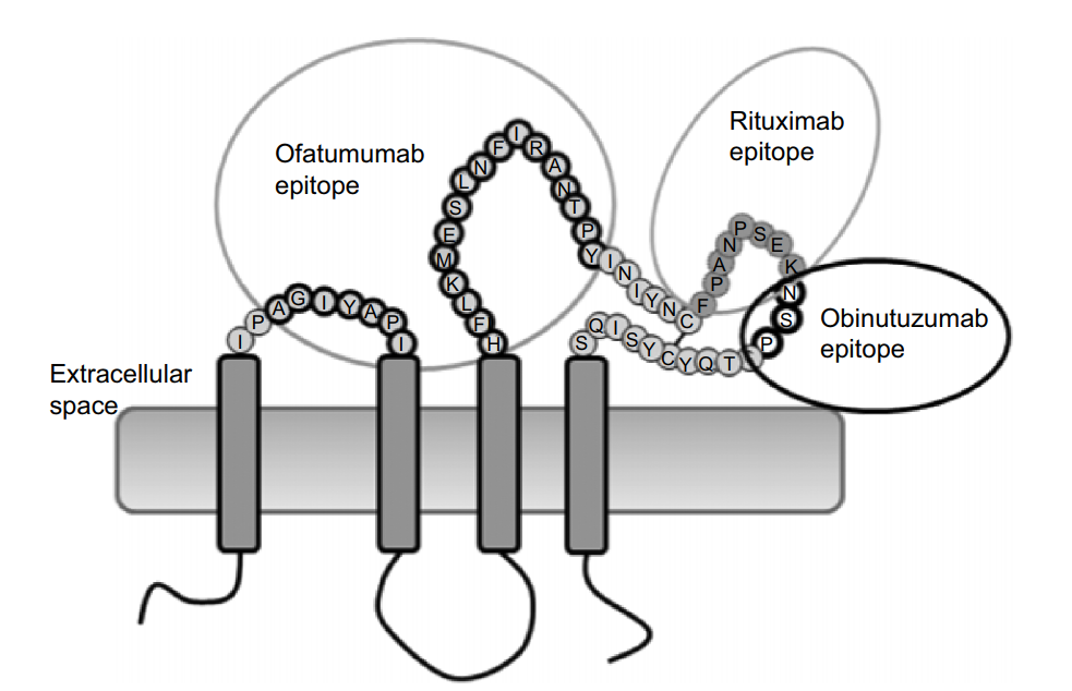 Targeting CD20 and CD3, the witness and creator in the process of