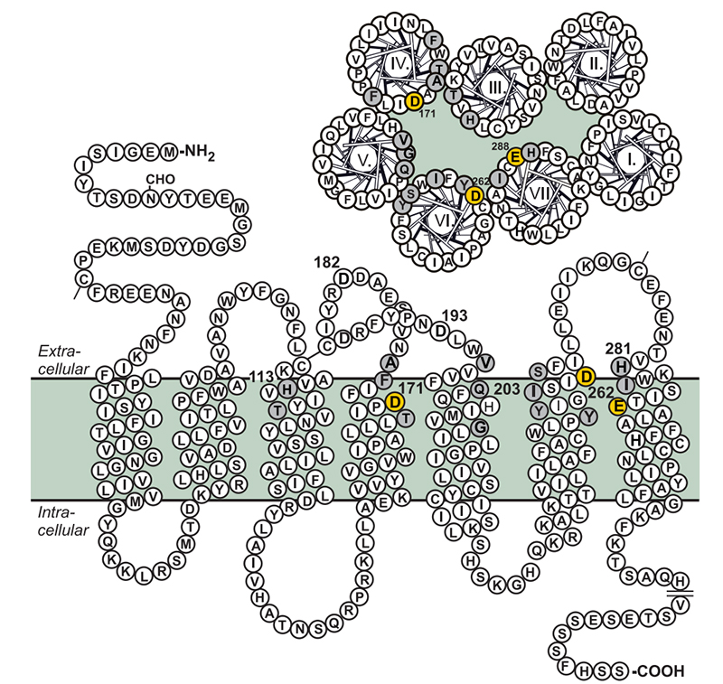 Inspiring Target】CXCR4 and CCR5, Promising Targets for HIV and