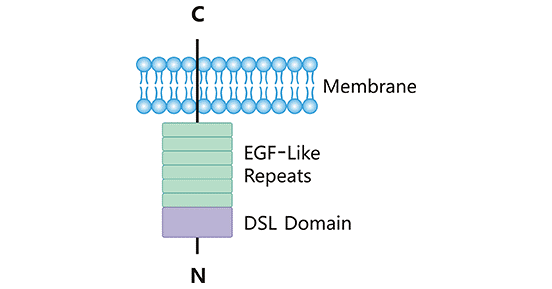 DLL3 structure DLL3 structure