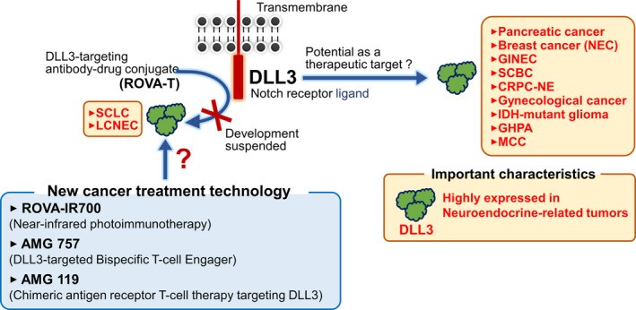 DLL3 in malignant tumors DLL3 in malignant tumors