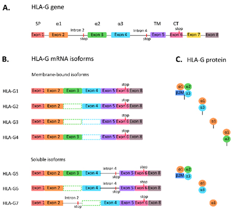 Subtypes of HLA-G Subtypes of HLA-G