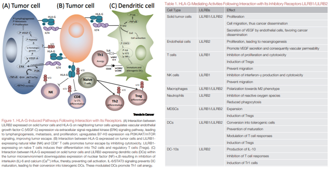 LILRBs interact with HLA-G to induce immunosuppression and promote tumor cell proliferation. LILRBs interact with HLA-G to induce immunosuppression and promote tumor cell proliferation.