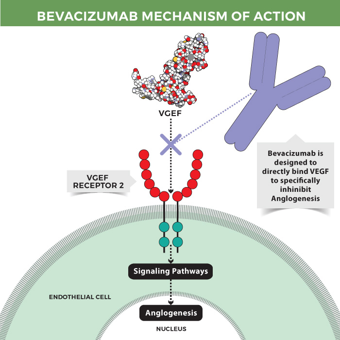 Mechanism of action of bevacizumab Mechanism of action of bevacizumab