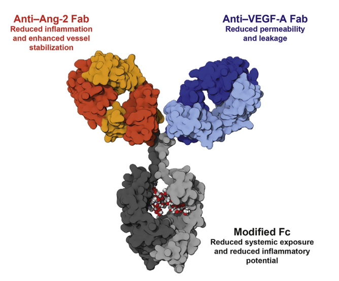 Structure of Faricimab Structure of Faricimab
