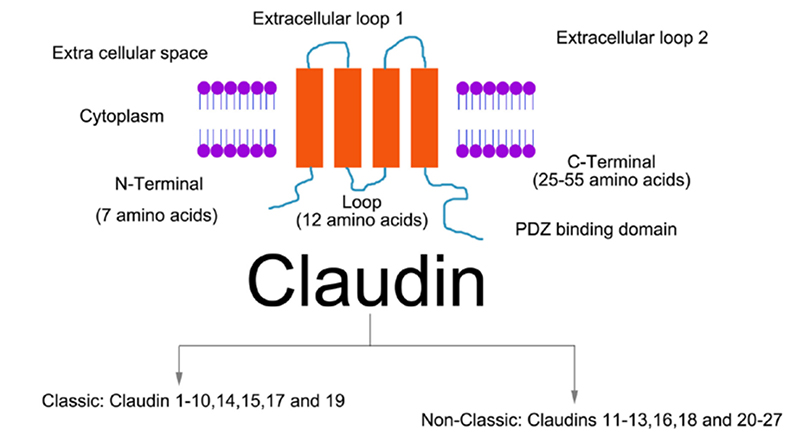 Structure of TJs