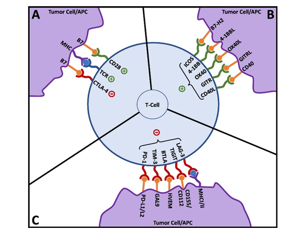 T-cell activation and co-signaling. Reproduced from Fares, et al. T-cell activation and co-signaling. Reproduced from Fares, et al.