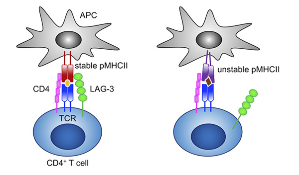 LAG-3 selectively binds to stable pMHCII and inhibits the activation of CD4+ T cells that recognize stable pMHCII. LAG-3 selectively binds to stable pMHCII and inhibits the activation of CD4+ T cells that recognize stable pMHCII.