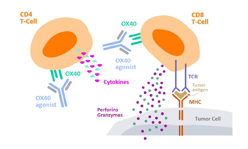 Cytokine secretion by CD4+ T cells to measure cell activation. Cytokine secretion by CD4+ T cells to measure cell activation.