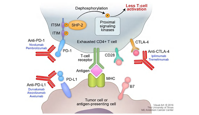 Figure on PD-1 pathway with cytokine secretion. Figure on PD-1 pathway with cytokine secretion.