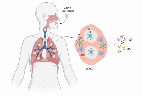 Mucosal immune response in the lung after vaccination through novel mRNA inhaled vaccine. Mucosal immune response in the lung after vaccination through novel mRNA inhaled vaccine.