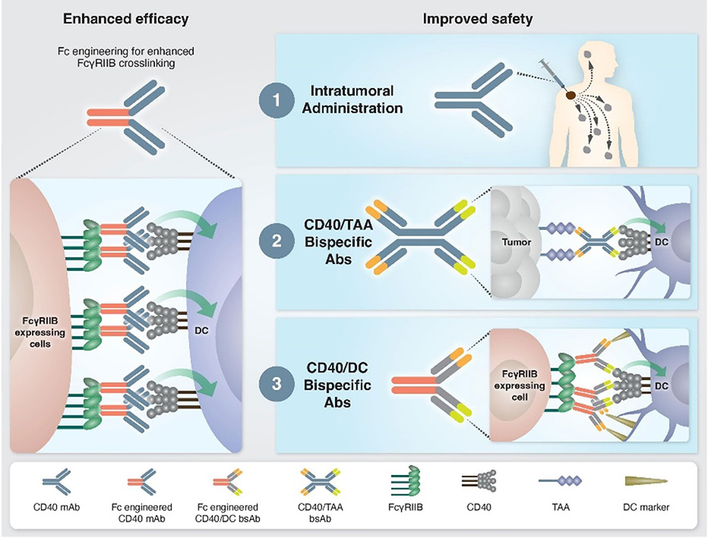 CD40 and its agonistic antibodies