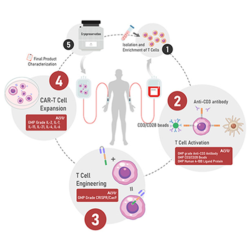 Manufacturing process of CAR-T Cell therapy workflow