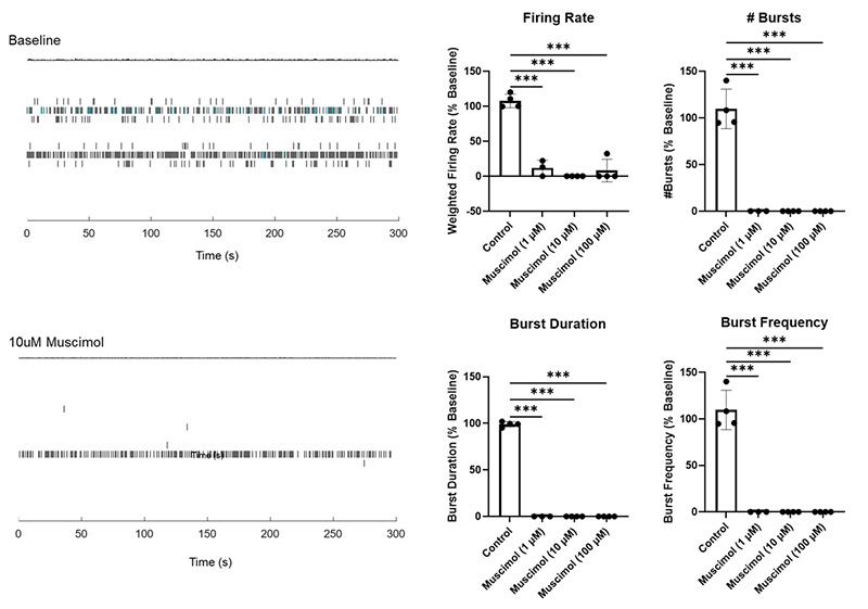 Effects of Muscimol treatment on neural activity in brain organoids