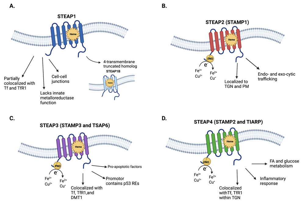 STEAP1-Targeted Therapy