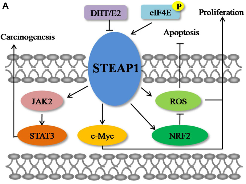 STEAP1-Targeted Therapy