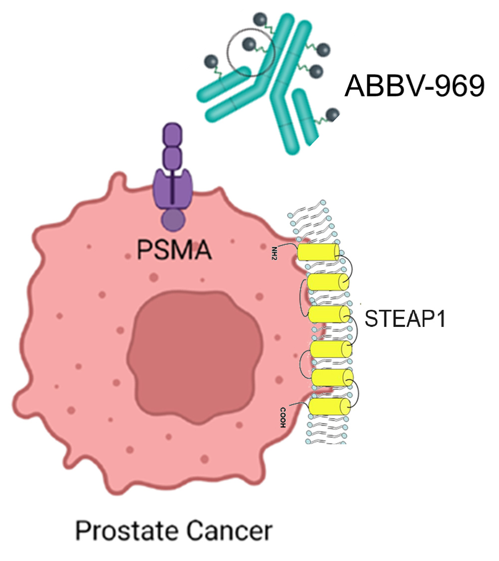 STEAP1-Targeted Therapy
