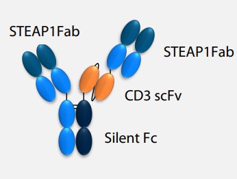 STEAP1-Targeted Therapy