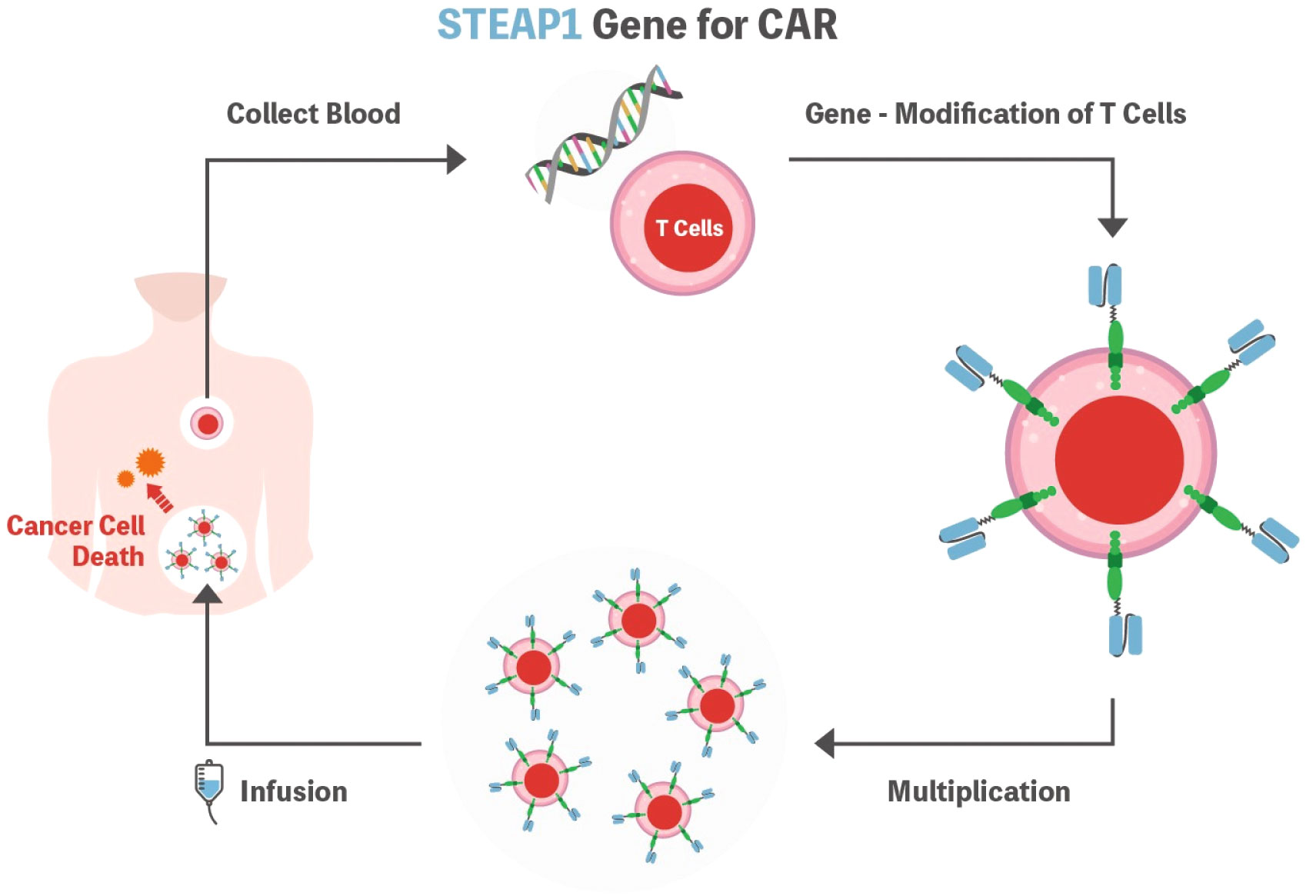 STEAP1-Targeted Therapy