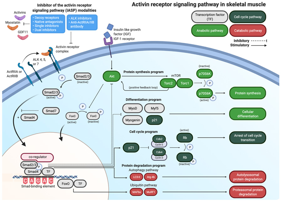 Activin R