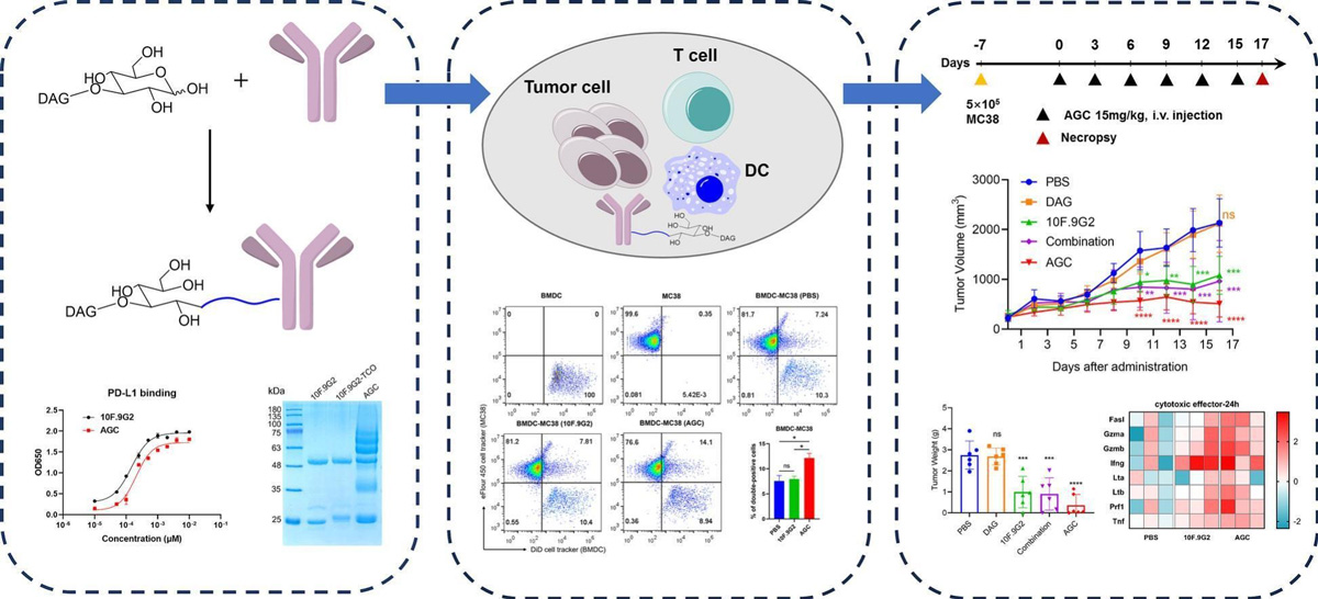 β-Glucan Conjugated Antibody Drugs and Recombinant Factor C Assays