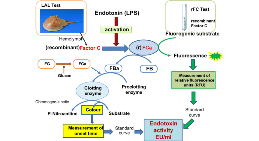 β-Glucan Conjugated Antibody Drugs and Recombinant Factor C Assays