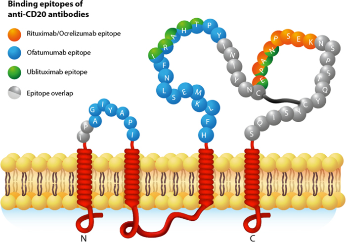 Multi-pass Transmembrane Proteins Facilitate Targeted Drug Development