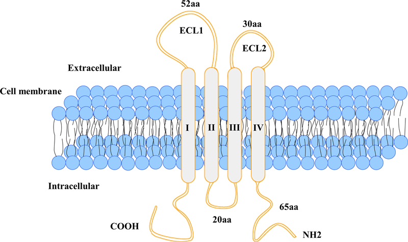 Multi-pass Transmembrane Proteins Facilitate Targeted Drug Development