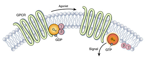 Multi-pass Transmembrane Proteins Facilitate Targeted Drug Development