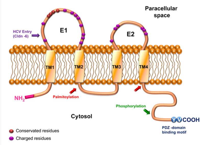 Multi-pass Transmembrane Proteins Facilitate Targeted Drug Development