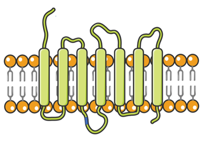 Multi-pass Transmembrane Proteins Facilitate Targeted Drug Development