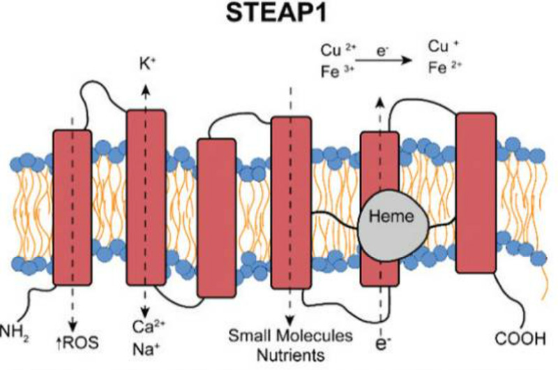 Multi-pass Transmembrane Proteins Facilitate Targeted Drug Development