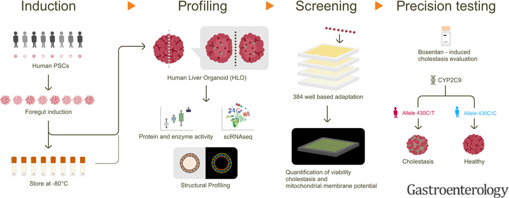 Liver Organoids