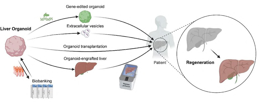 Liver Organoids