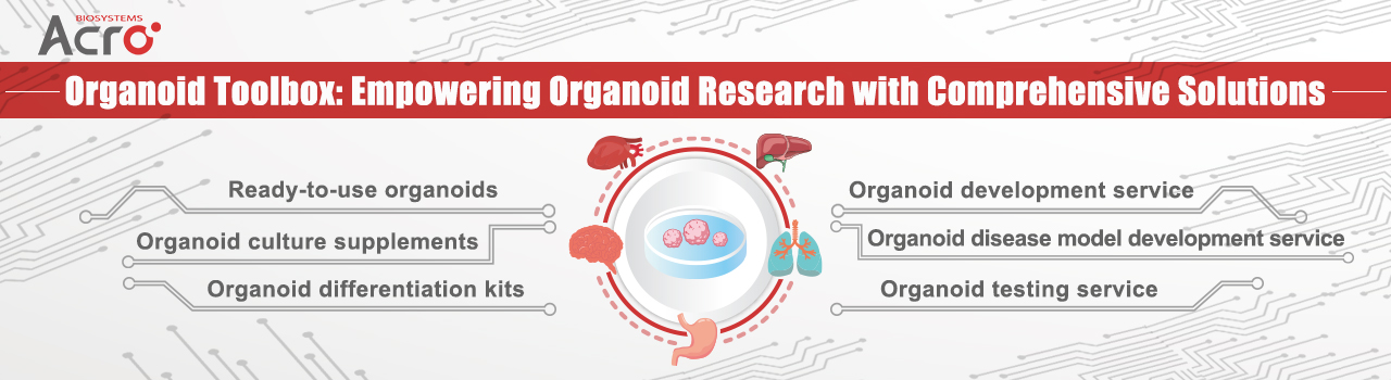 Brain Organoids