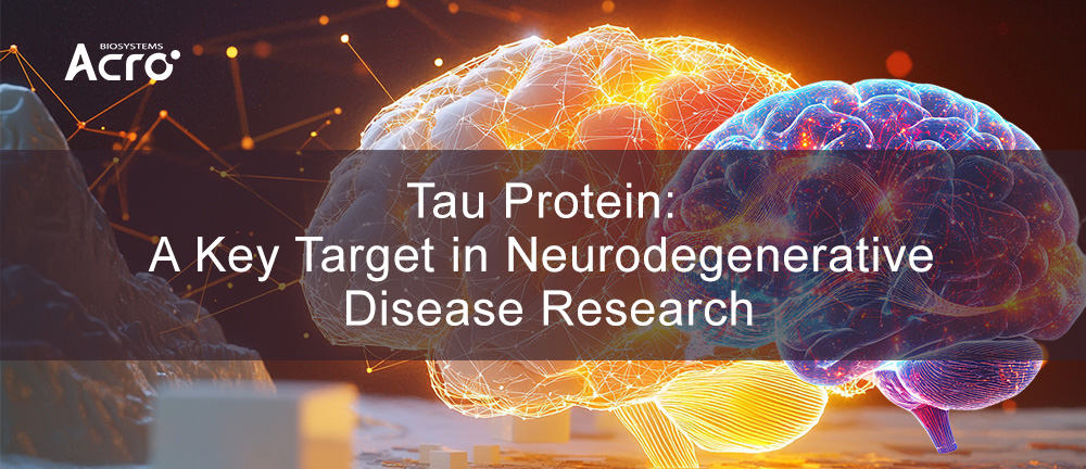 Tau Protein: A Key Target in Neurodegenerative Disease Research