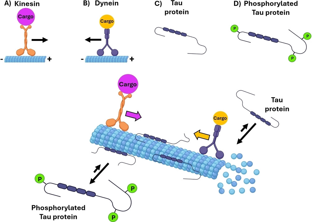 Tau Protein