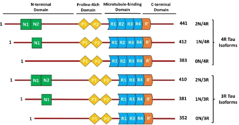 Tau Protein