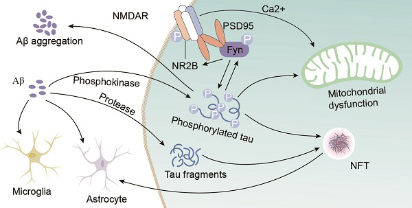 Tau Protein
