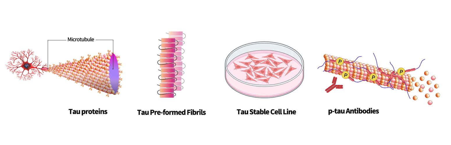Tau Protein
