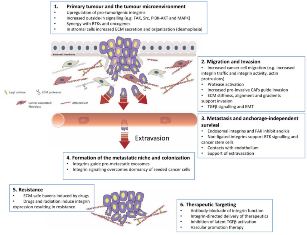 Sigvotatug Vedotin: A Breakthrough in Integrin αvβ6 ADC Therapy for ...