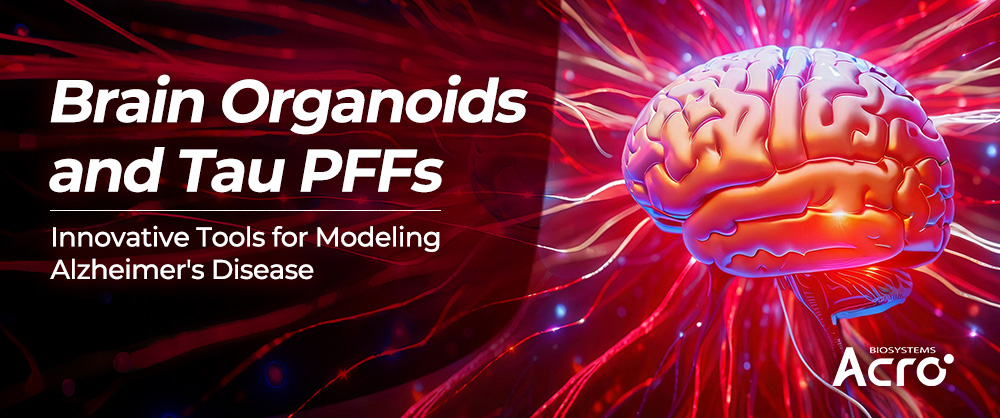 Tau Protein: A Key Target in Neurodegenerative Disease Research