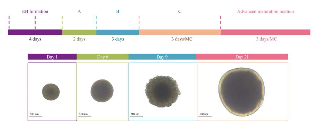 Brain Organoids and Tau PFFs